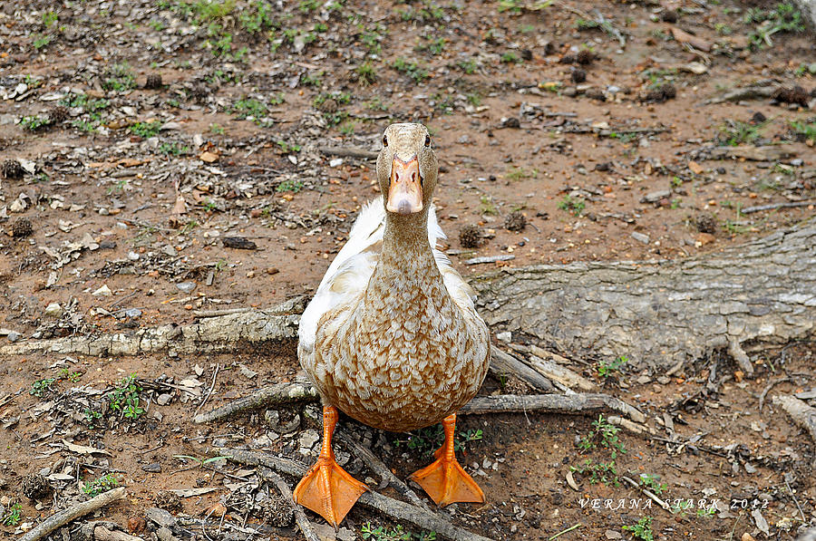 Duck Photograph - Portrait of an Alabama Duck by Verana Stark