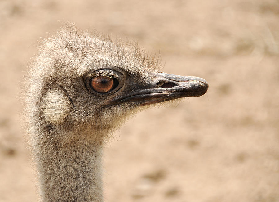 Portrait of an  ostrich Photograph by Laura Melis