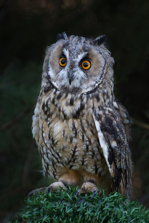 Portrait of an owl Photograph by Celine Pollard