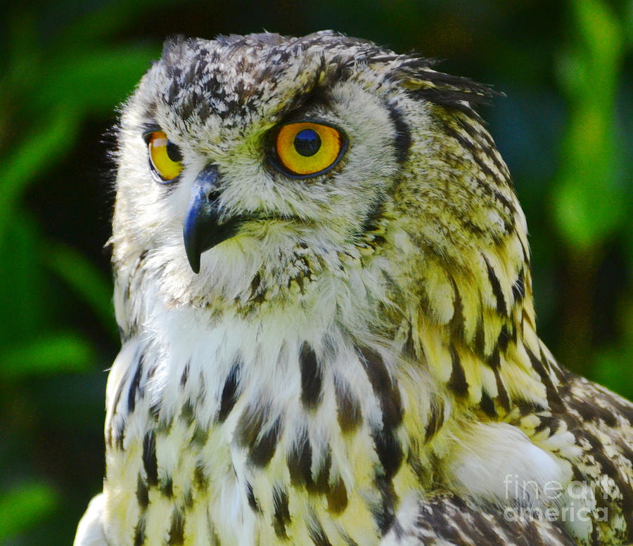 Portrait of an Owl Digital Art by Pravine Chester