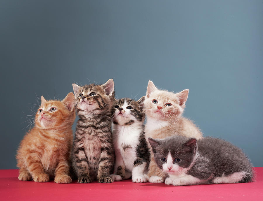 Portrait Of Group Of Kittens Photograph by Martin Poole