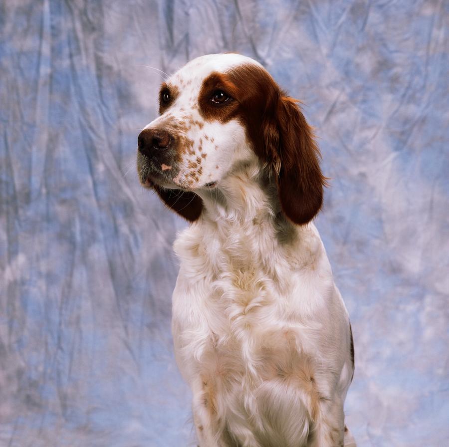 Portrait Of Irish Red And White Setter Photograph by The ...