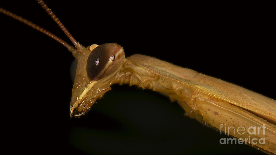 Portrait Of Praying Mantis Photograph by Mareko Marciniak
