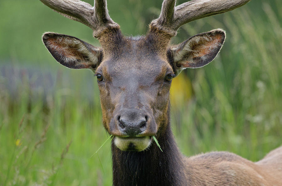 Portrait of Roosevelt Elk Photograph by Greg Nyquist