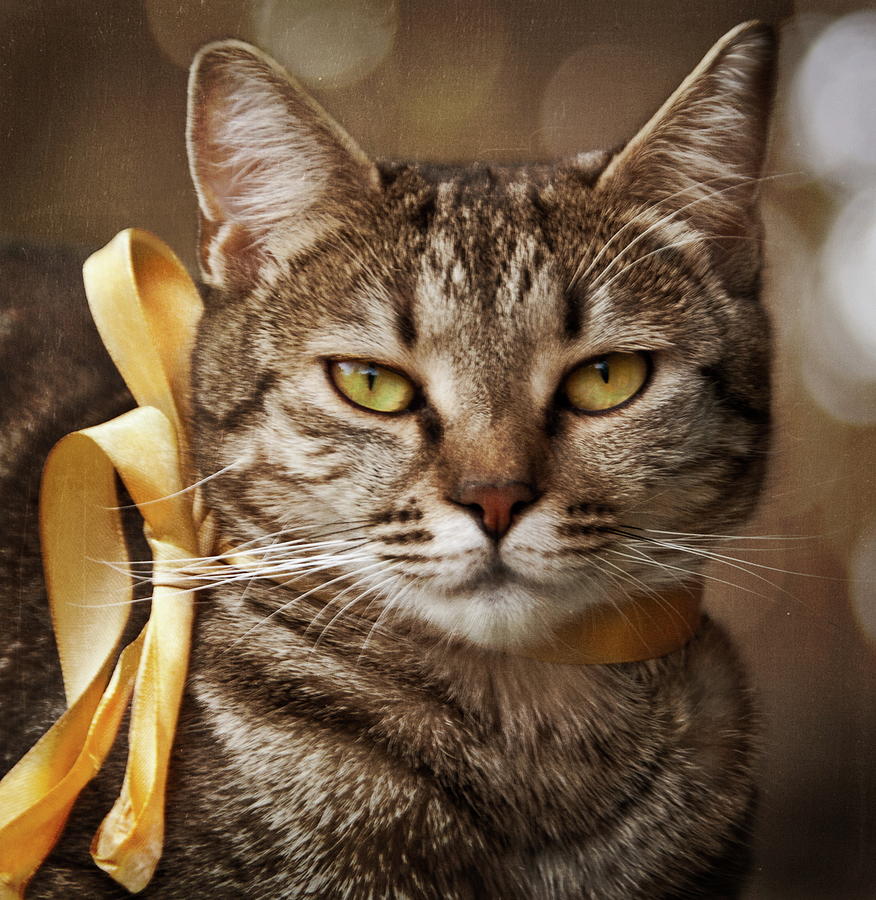 Download Portrait Of Tabby Cat With Yellow Ribbon Photograph by by ...