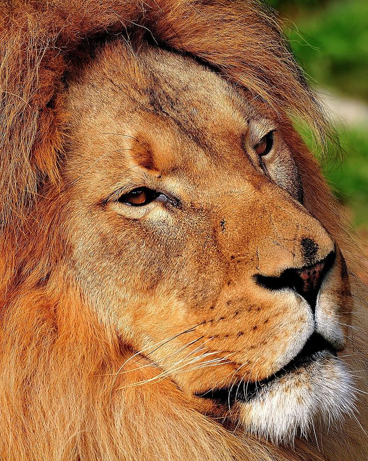 Portrait of the King Photograph by Bill Dodsworth