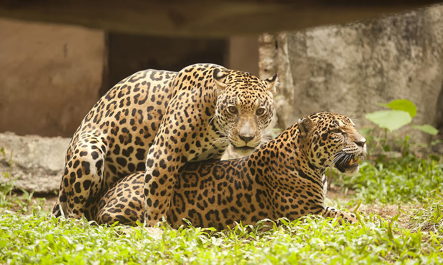 Portrait of two Leopard  Photograph by Anek Suwannaphoom