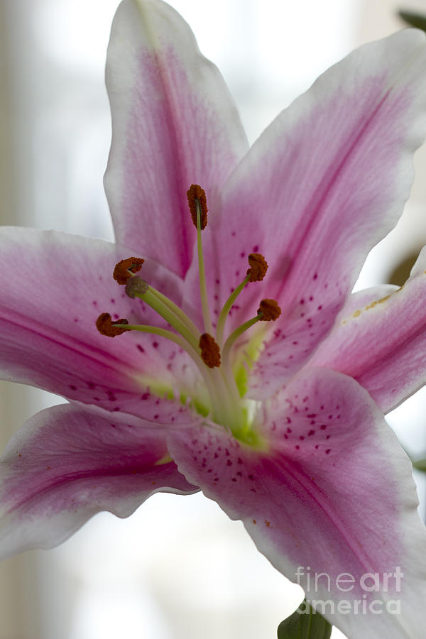 Portrait Pink and White Lily Photograph by Donna L Munro