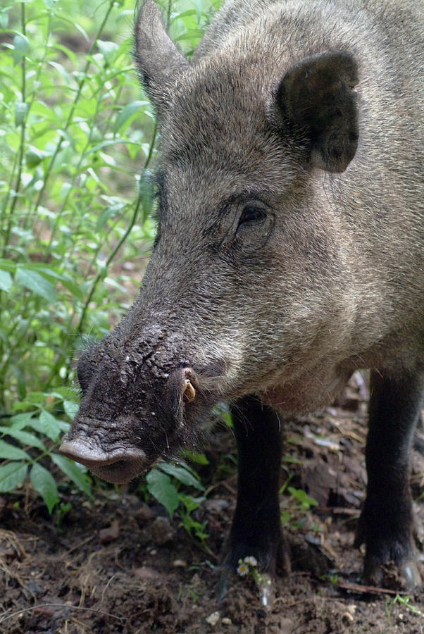 Porttrait of a wild hog Photograph by Ulrich Kunst And Bettina ...