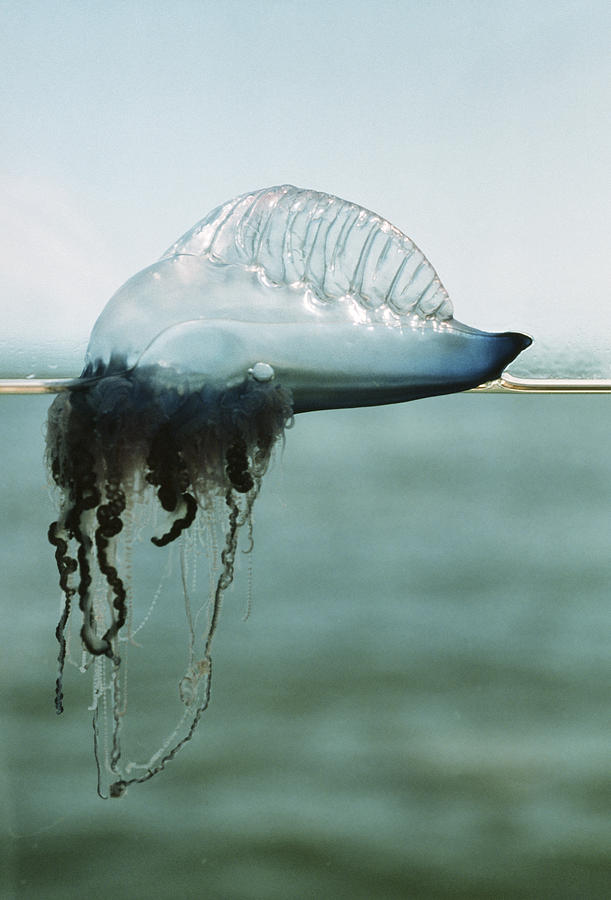 Wildlife Photograph - Portuguese Man-of-war by Peter Scoones