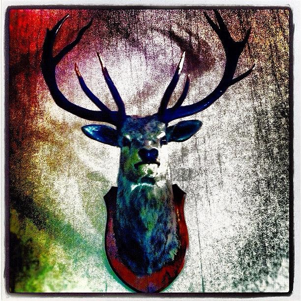 Taxidermy Photograph - #poshasfuck #stag #taxidermy by Kiss My Kunst