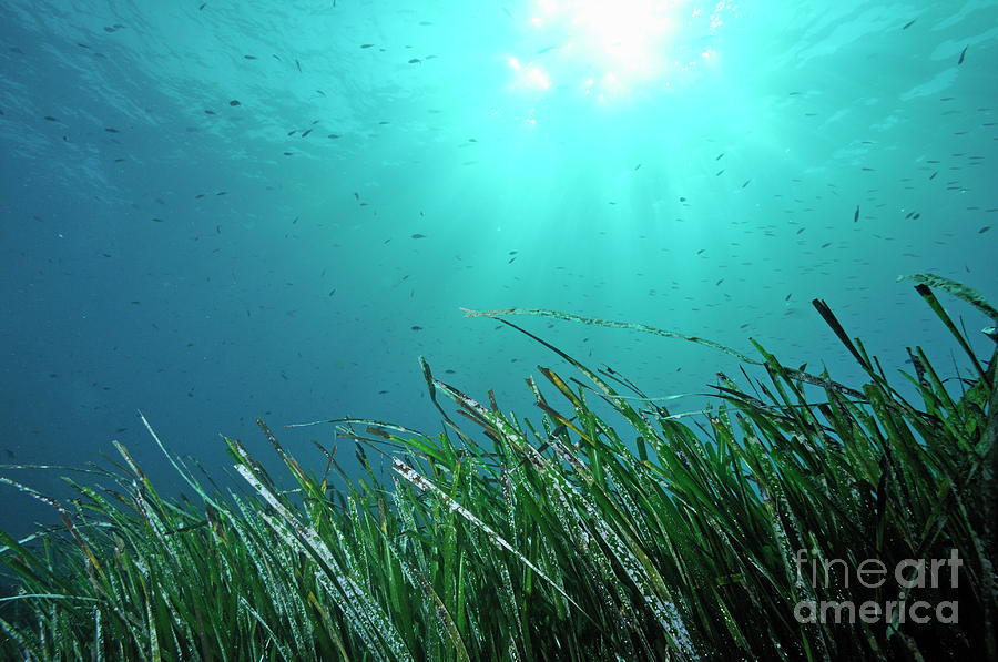 Nature Photograph - Posidonia oceanica underwater by Sami Sarkis