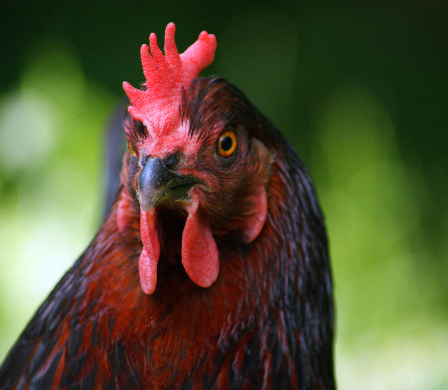 Posing Chicky Photograph by Mariette Richard - Fine Art America