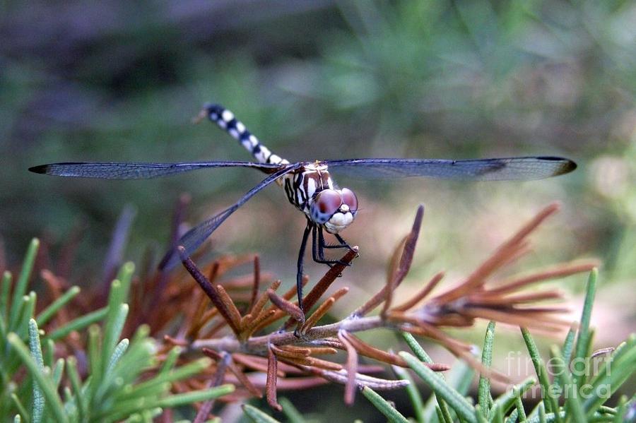 Nature Photograph - Posing Dragonfly by Carrie Clarke-Hooge
