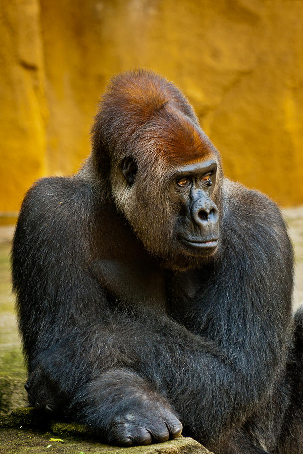 Posing Gorilla Photograph by Keith Allen