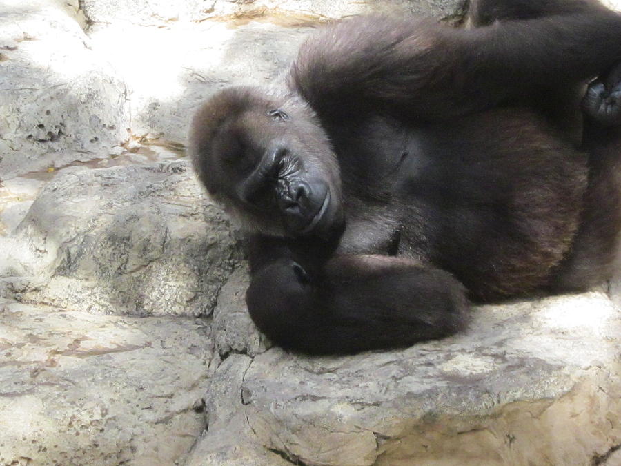 Posing Gorilla Photo Photograph by Lynn Maverick Denzer