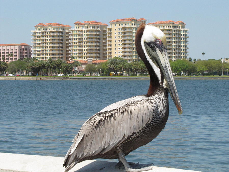 Posing Pelican Photograph by RobLew Photography