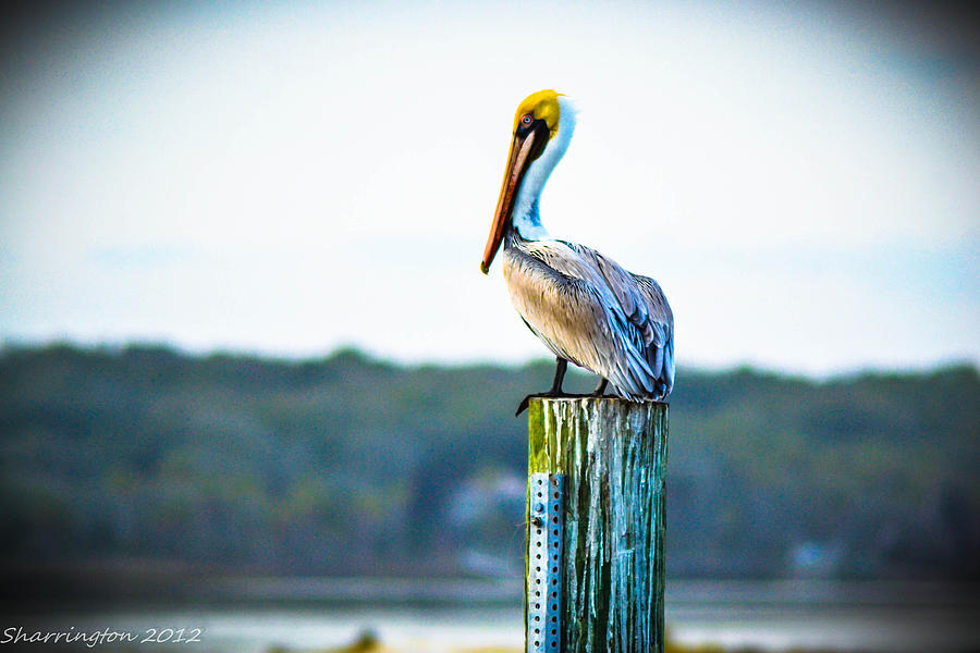 Posing Pelican Photograph by Shannon Harrington