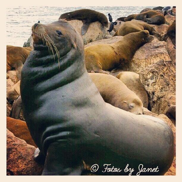 Nature Photograph - Posing. #sealion #ocean #pose #animal by Janet Ortiz