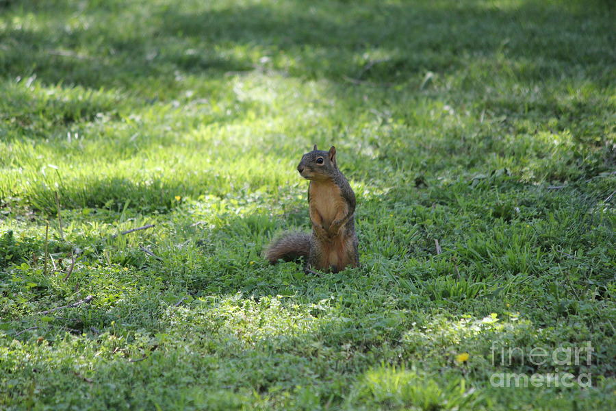 Nature Photograph - Posing Squirrel by Sheri Simmons