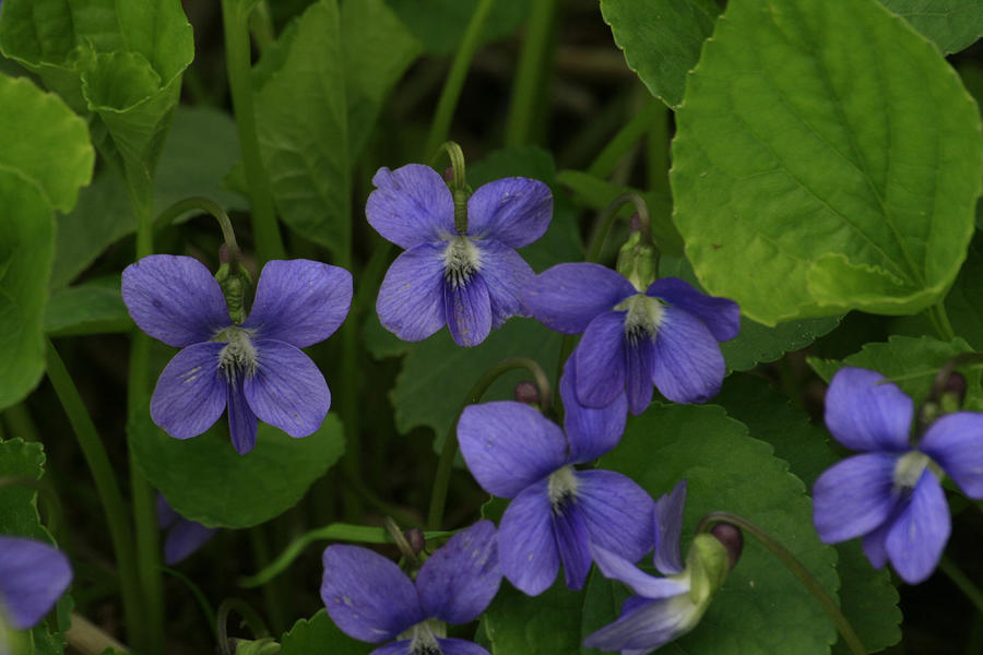 Positively Purple Photograph by Alan Rutherford - Fine Art America