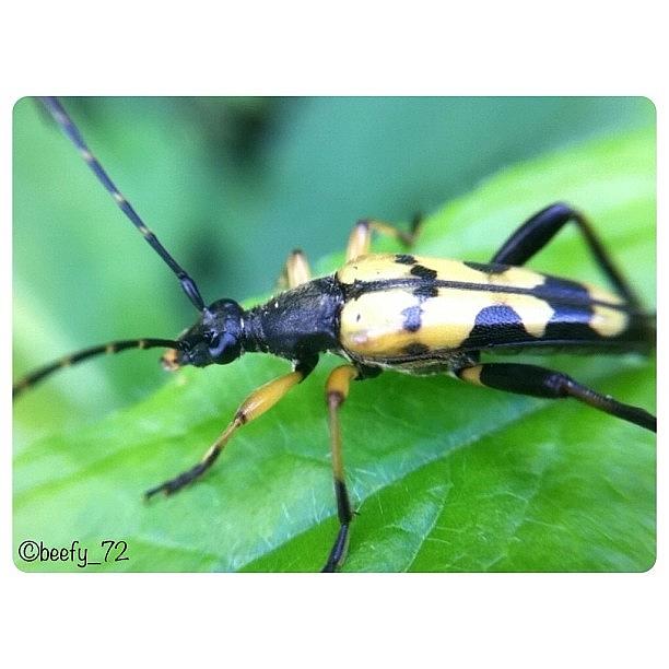 Nature Photograph - Possibly A Wasp Beetle. Correct Me If by Paul Burger