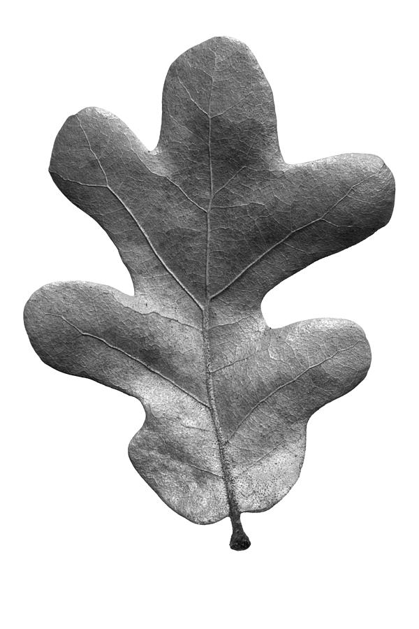 Autumn Photograph - Post Oak Leaf by Jason Smith Autumn Photograph - Post Oak Leaf by Jason Smith