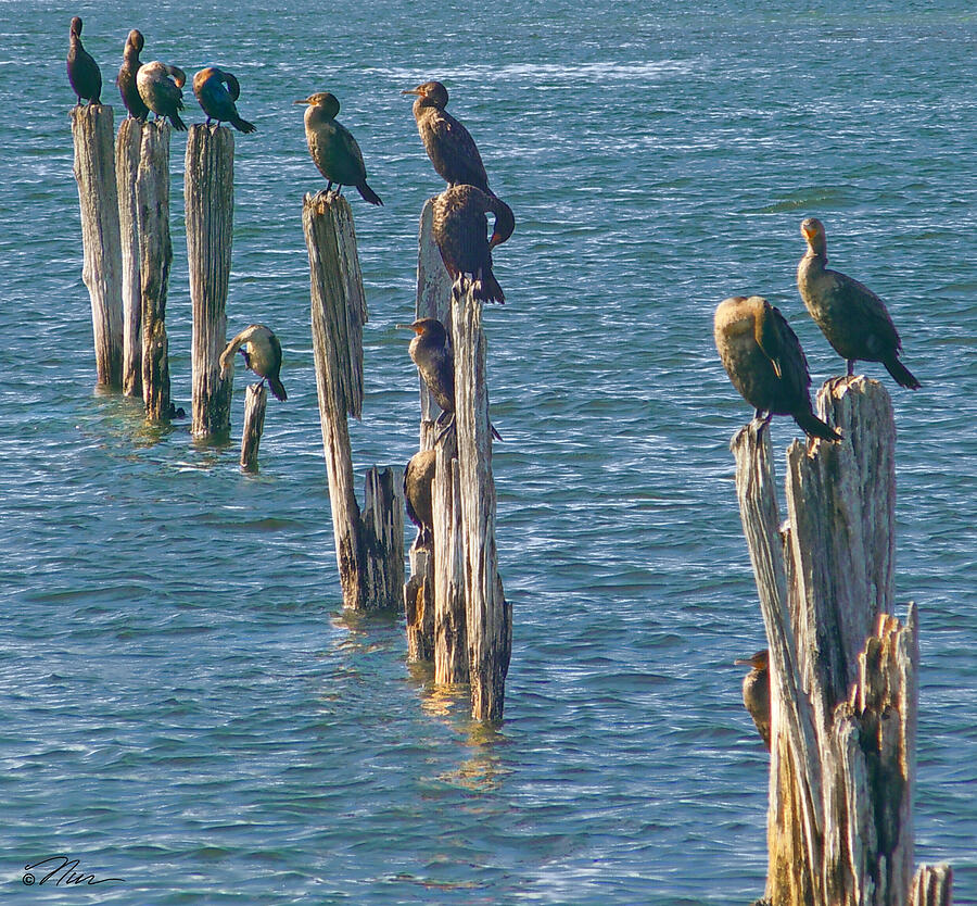 Bird Photograph - Postal Cormorants in Maine by Nancy Griswold