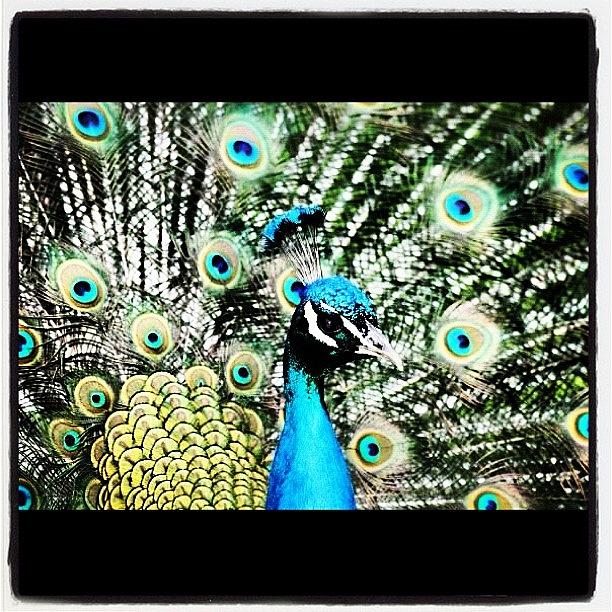 Peacock Photograph - Poster Ing Peacock #peacock #bird by Chris Barber