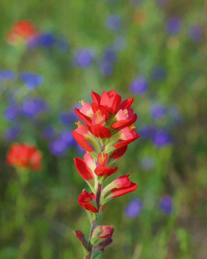Posterized Flower Indian Paintbrush Photograph by Gregory Scott