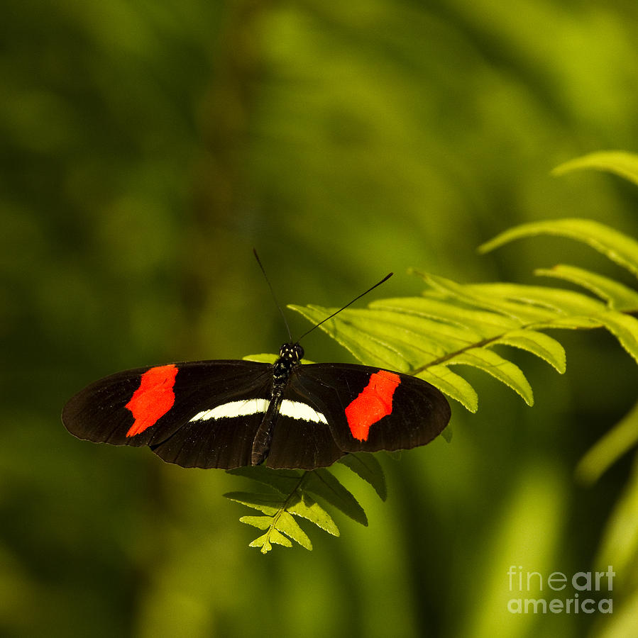 Postman Butterfly Photograph by Carrie Cranwill