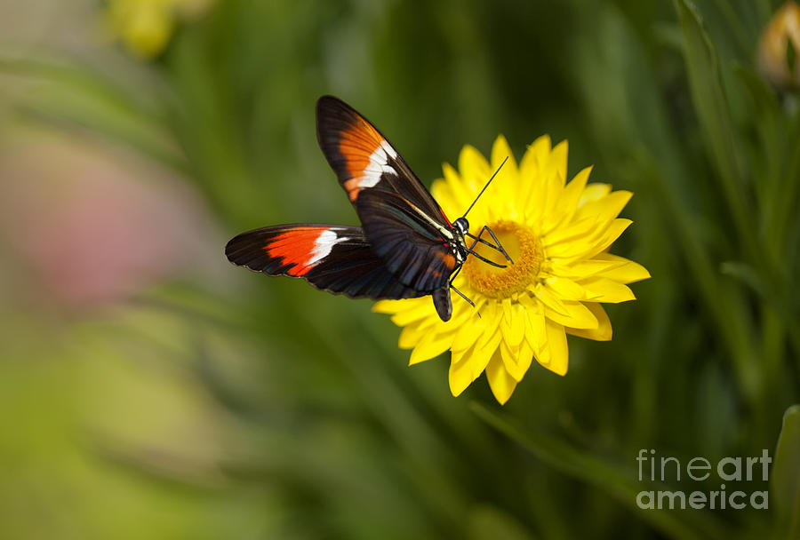 Postman Butterfly on Yellow Straw Flower Photograph by Susan Gary
