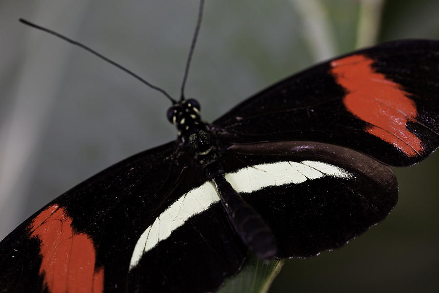 Postman Butterfly Photograph by Perla Copernik