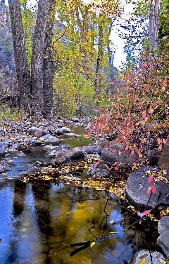 Posturized reflection Photograph by Earl Nelson Fine Art America