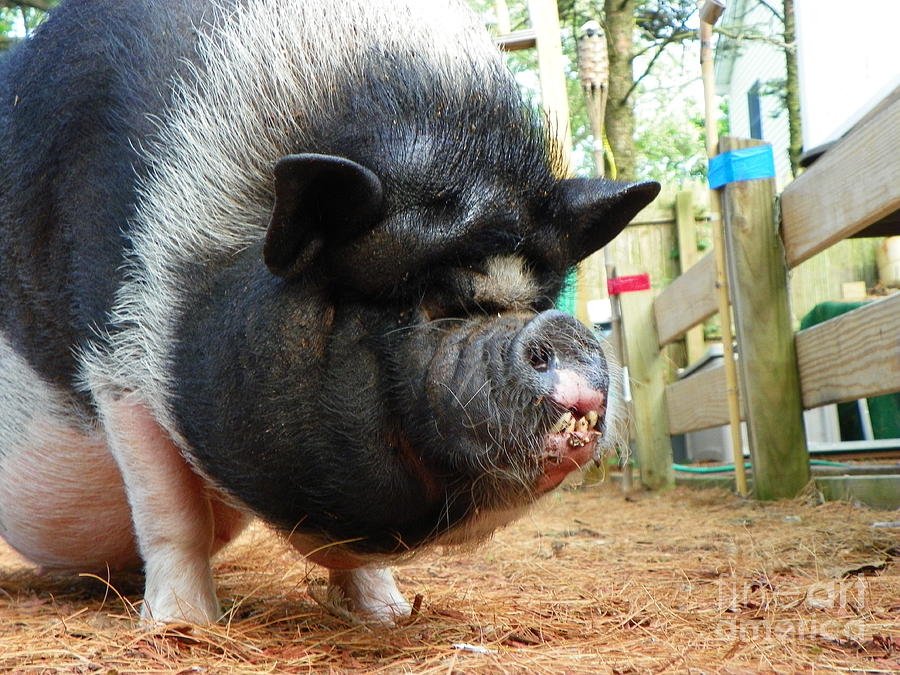 Pot Bellied Pig 3 Photograph by Laurence Oliver