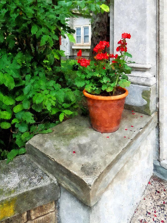 Pot of Geraniums on Stoop Photograph by Susan Savad