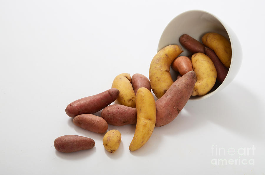 Potato Photograph by Photo Researchers, Inc.