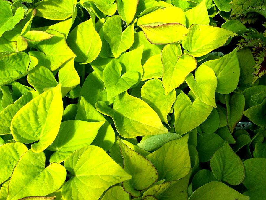 Potato vine Photograph by Susan Saver Fine Art America