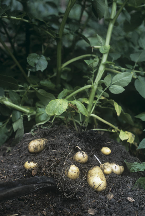 Potato Photograph - Potatoes (solanum Tuberosum charlotte) by Maxine Adcock