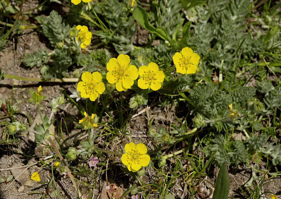 Potentilla Drummondii Breweri Photograph by Bob Gibbons - Fine Art America