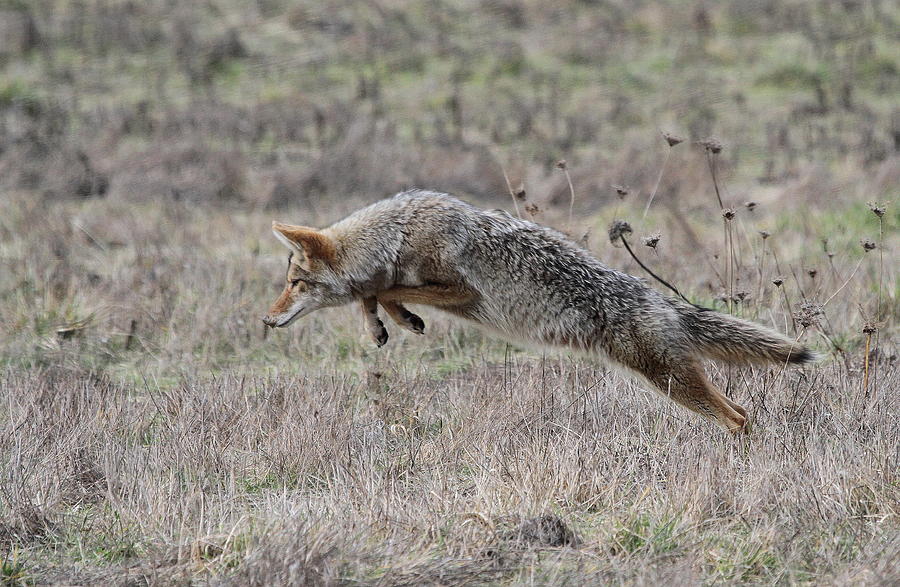 Pouncing Coyote Photograph by Angie Vogel