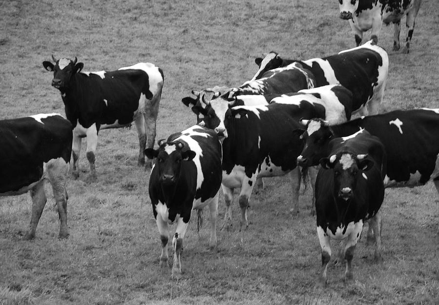 Pourquoi Pas Les Vache Photograph by Eric Tressler