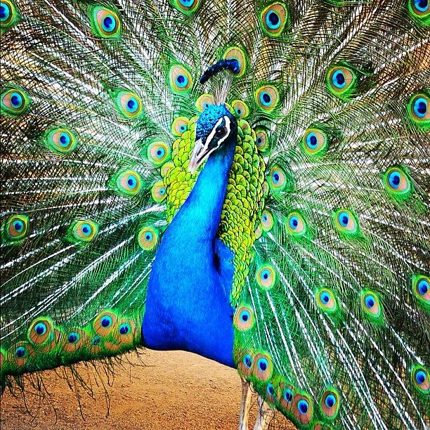 Peacock Photograph - #prague #peacock by Vincent Fortier