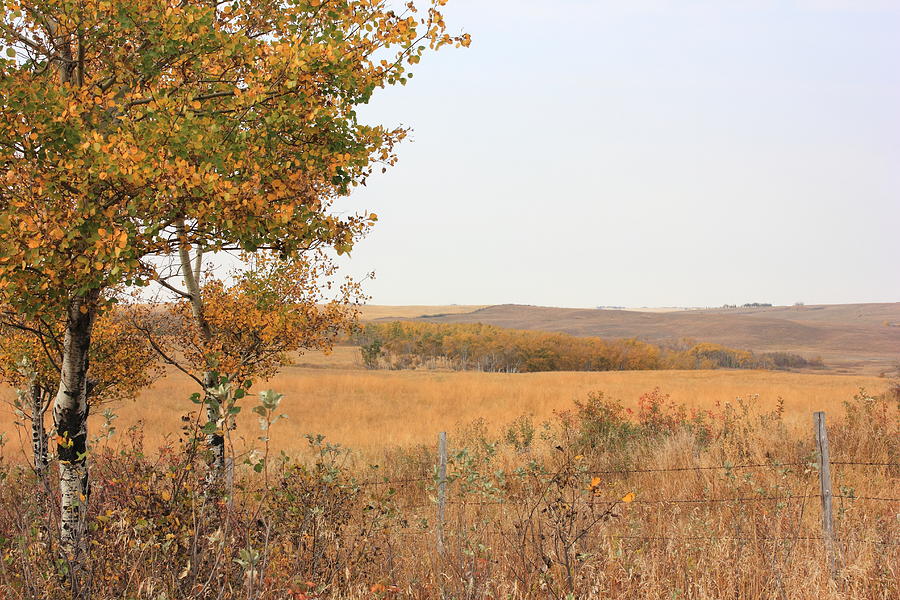 Prairie Autumn Photograph by Jim Sauchyn Fine Art America