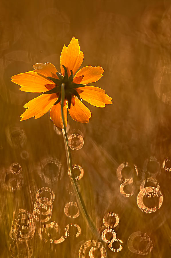 Prairie Coreopsis and Dewdrops Photograph by Robert Charity