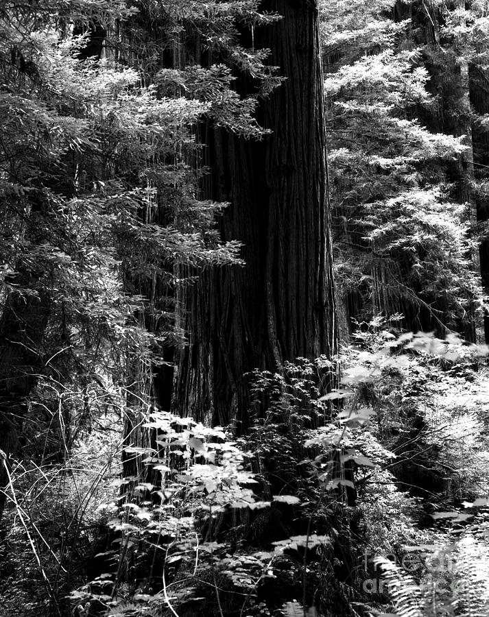 Prairie Creek Redwoods State Park 1 Photograph by Terry Elniski