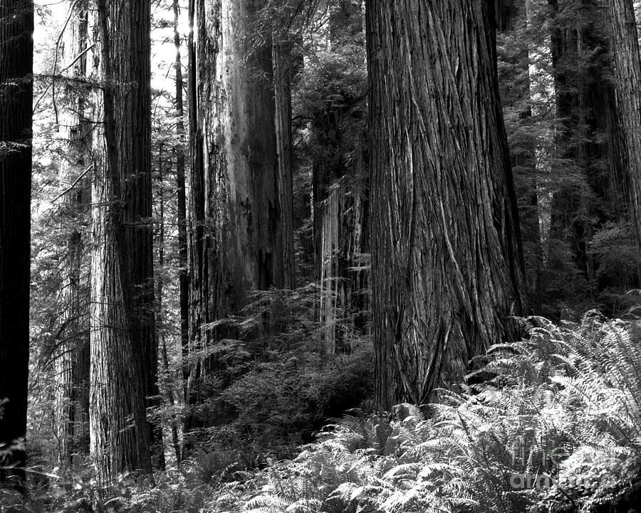 Prairie Creek Redwoods State Park 2 Photograph by Terry Elniski