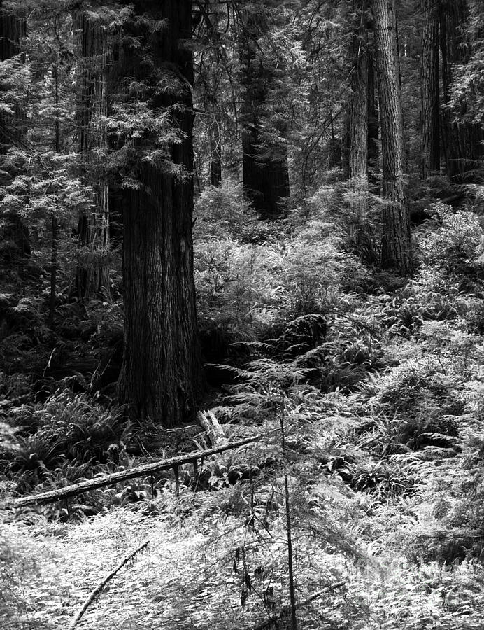 Prairie Creek Redwoods State Park 3 Photograph by Terry Elniski