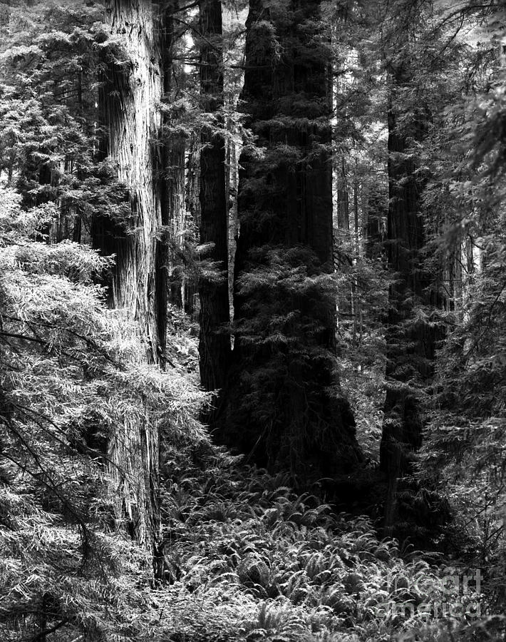 Prairie Creek Redwoods State Park 4 Photograph by Terry Elniski