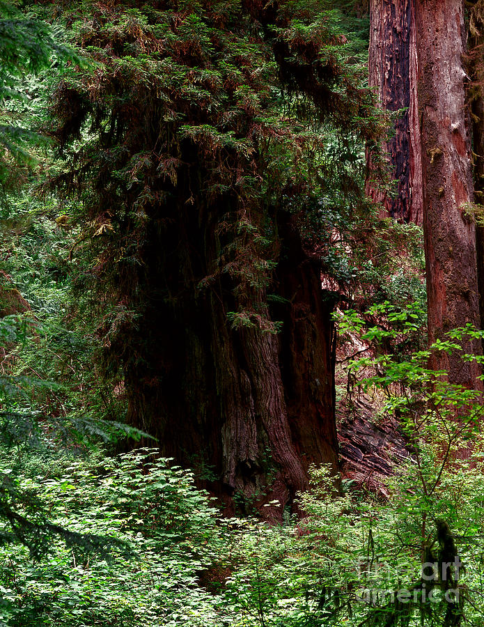 Prairie Creek Redwoods State Park 9 Photograph by Terry Elniski